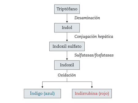 Figura 1 – Vía de producción de índigo e indirrubina.