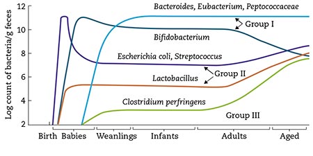 Figura 2 – Cambios en la microbiota fecal con el aumento de la edad. (Tomada de: Mitsouka T. Establishment of intestinal bacteriology. Biosci Microbiota Food Health. 2014; 33: 99-116).