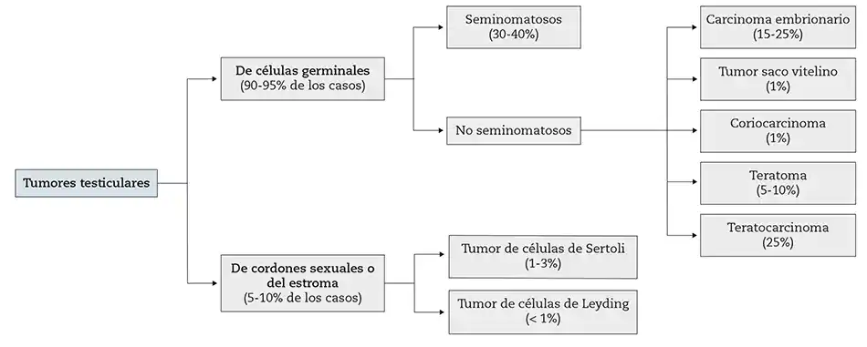 Figura 4 – Clasificación histológica de tumores de testículo y frecuencia.